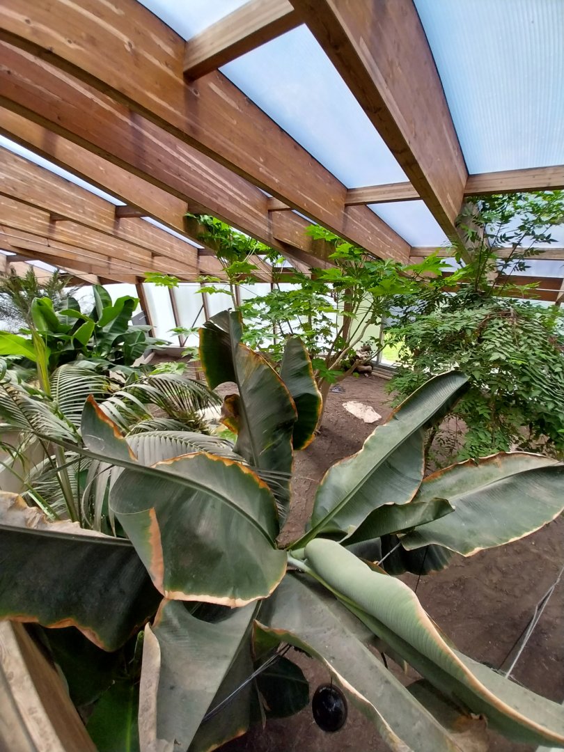 Dôme des espèces menacées - Galapagos giant tortoise enclosure
