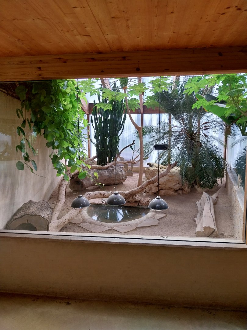 Dôme des espèces menacées - Hispaniolan rhinoceros iguana enclosure