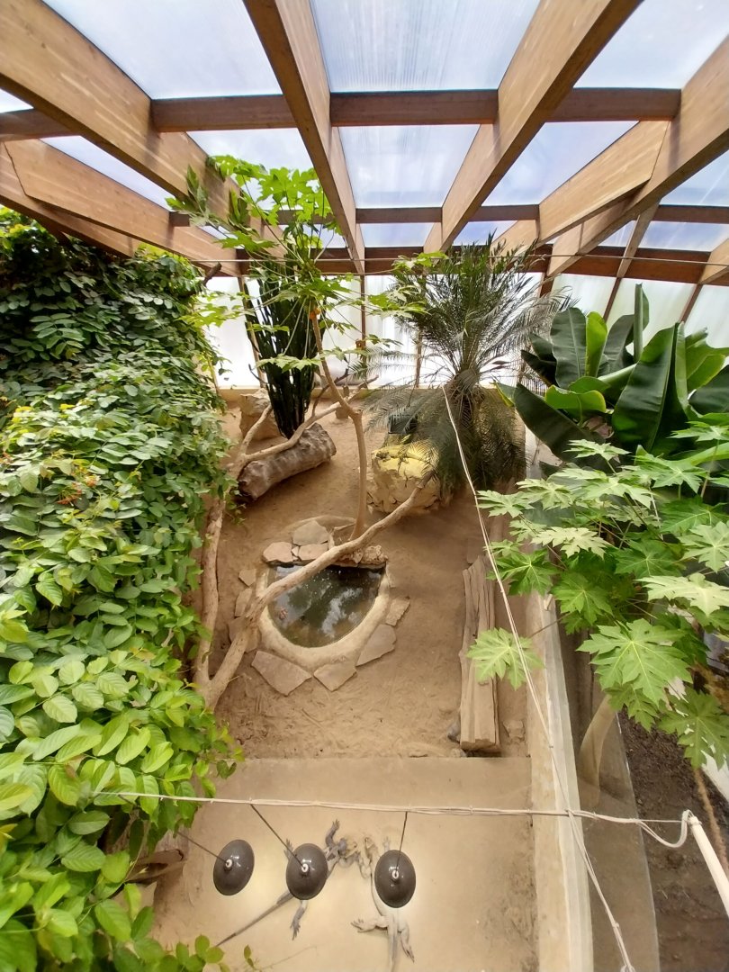 Dôme des espèces menacées - Hispaniolan rhinoceros iguana enclosure