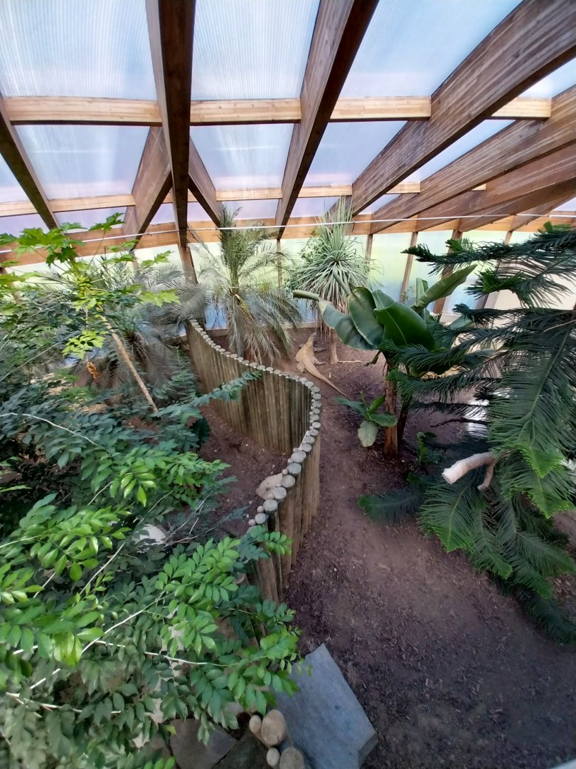 Dôme des espèces menacées - Komodo dragon enclosure