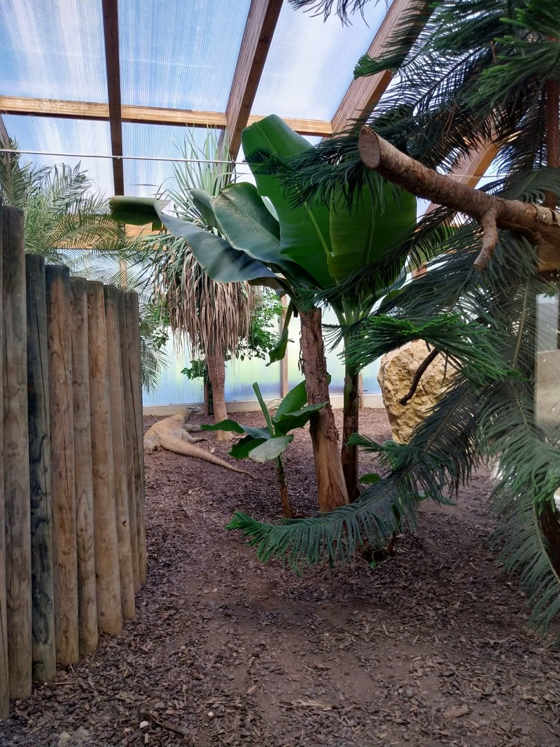 Dôme des espèces menacées - Komodo dragon (Varanus komodoensis)