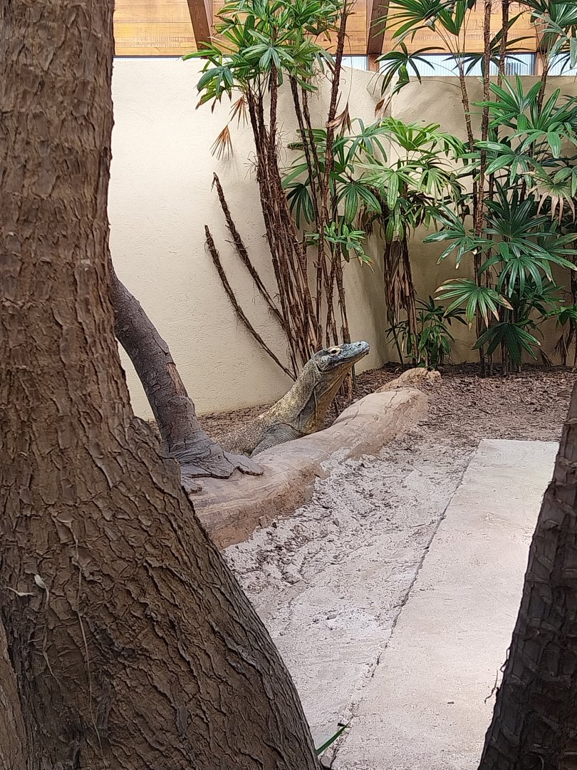 Dôme des espèces menacées - Komodo dragon (Varanus komodoensis)