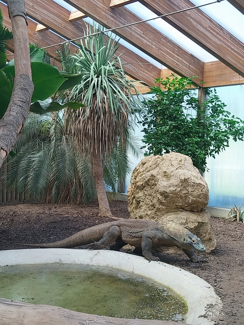 Dôme des espèces menacées - Komodo dragon (Varanus komodoensis)