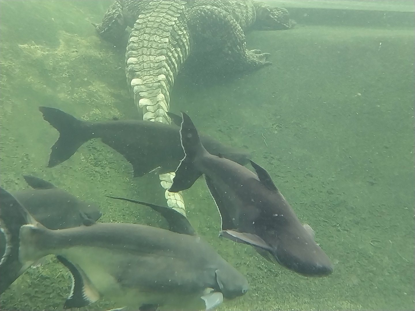Dôme des espèces menacées - Siamese crocodile (Crocodylus siamensis) and pangasius species?