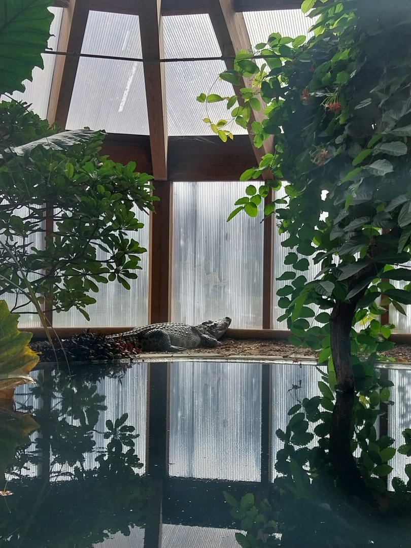 Dôme des espèces menacées - Siamese crocodile (Crocodylus siamensis)