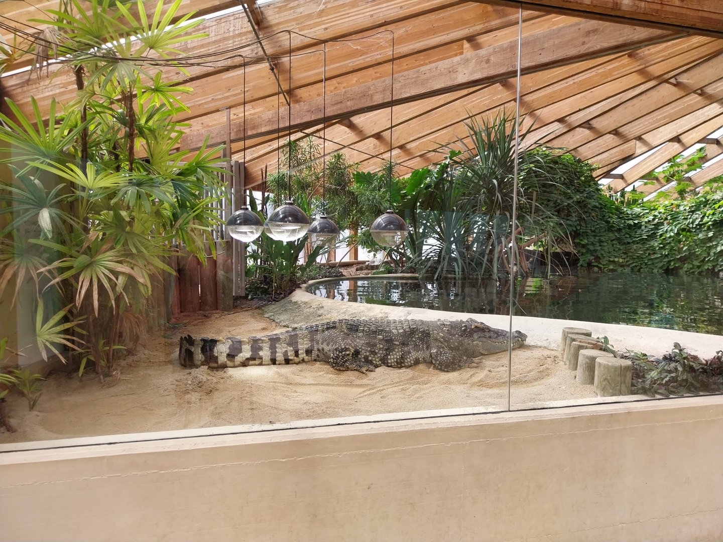 Dôme des espèces menacées - Siamese crocodile (Crocodylus siamensis)