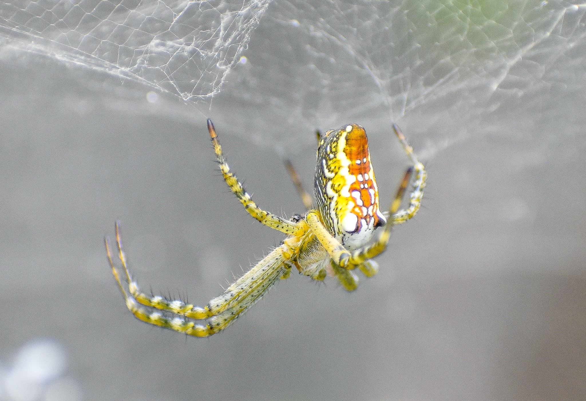 Dome Tent Spider, Cyrtophora moluccensis