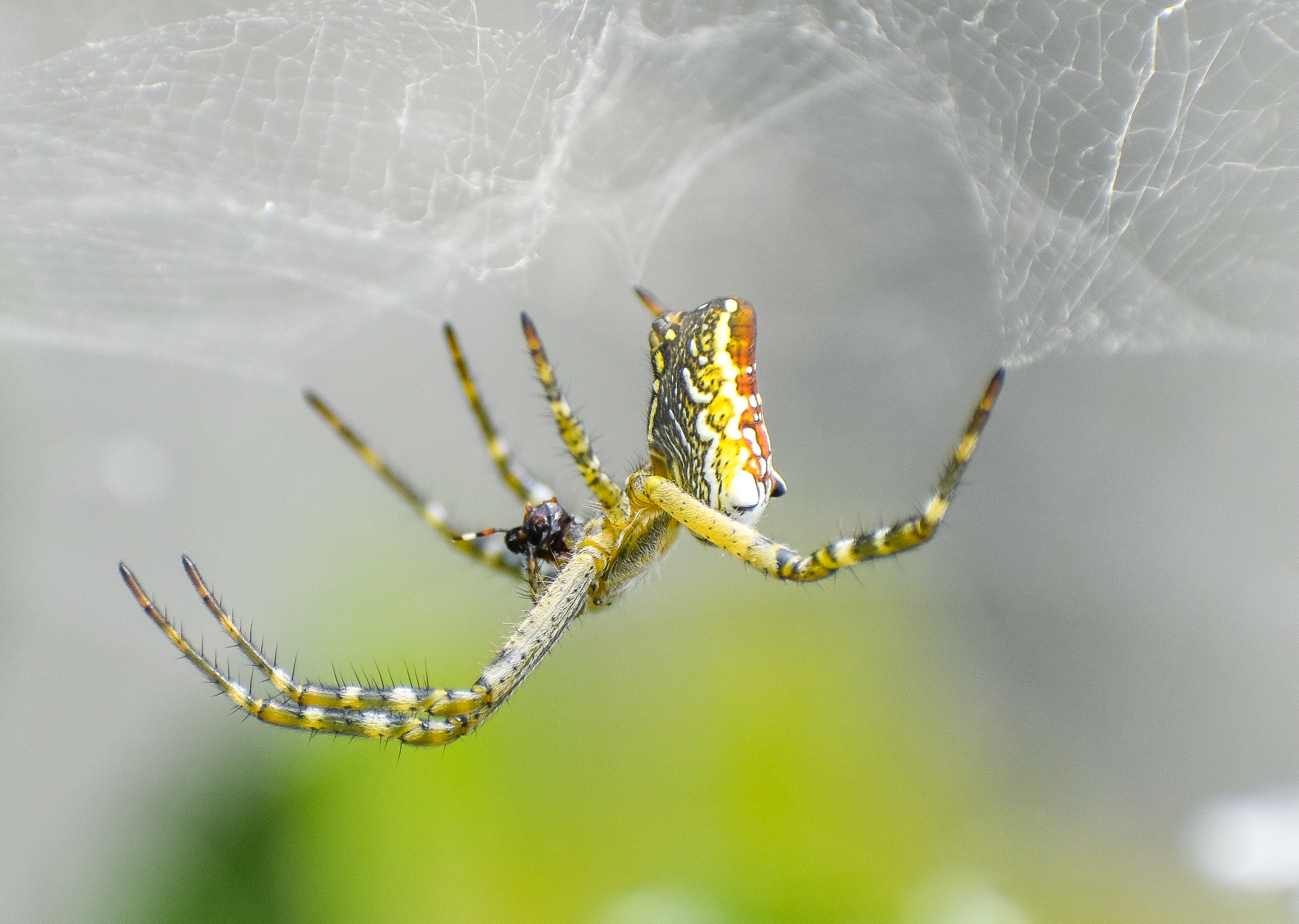 Dome Tent Spider, Cyrtophora moluccensis