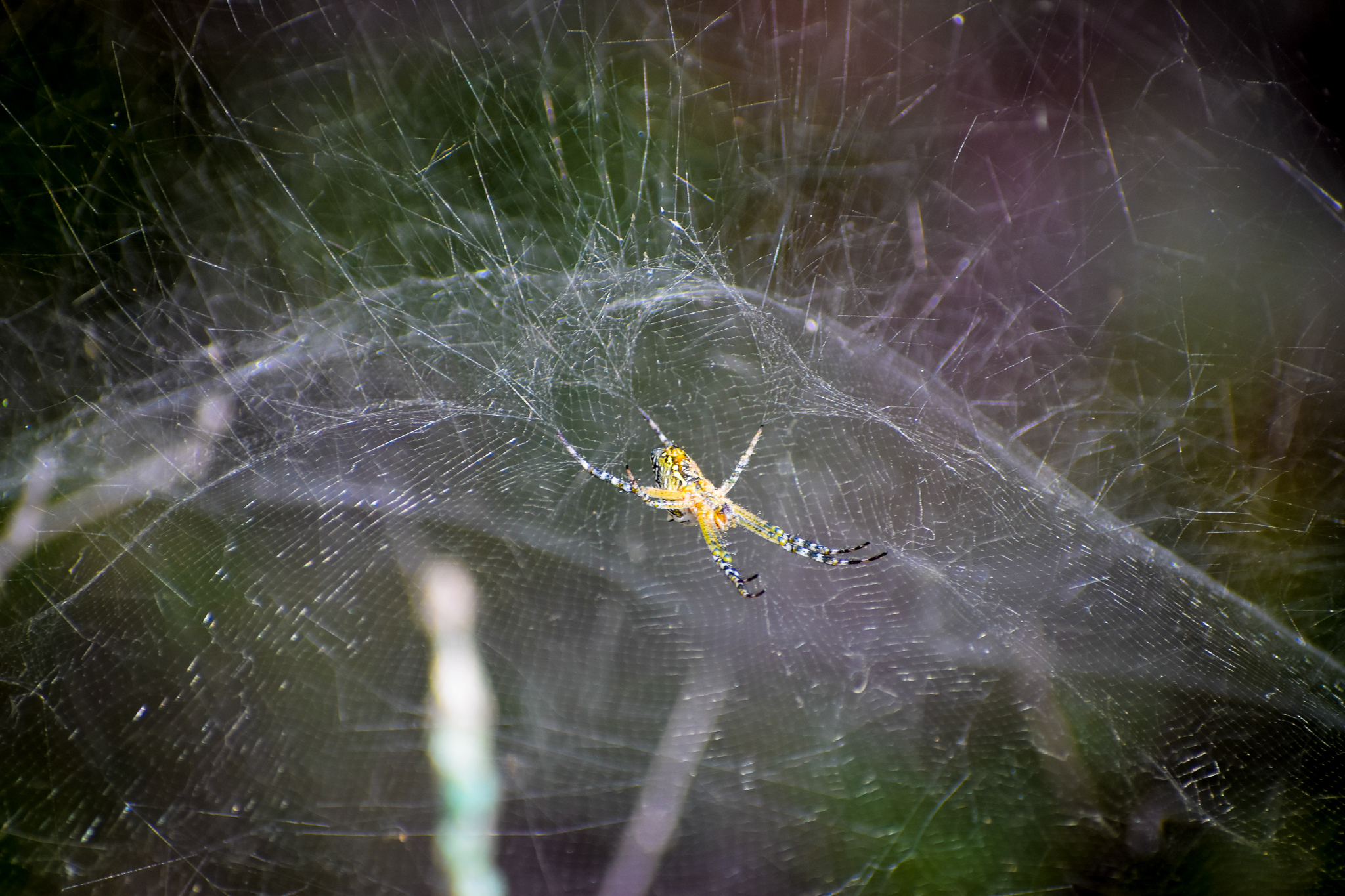 Dome Web Spider (Cyrtophora moluccensis)