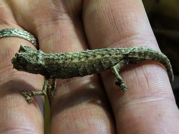 Domergue's leaf chameleon (Brookesia thieli)