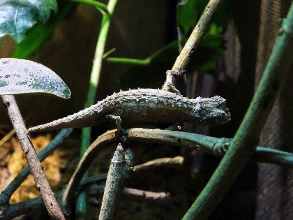 Domergue's leaf chameleon (Brookesia thieli)