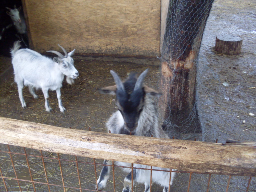 Domesctic goats