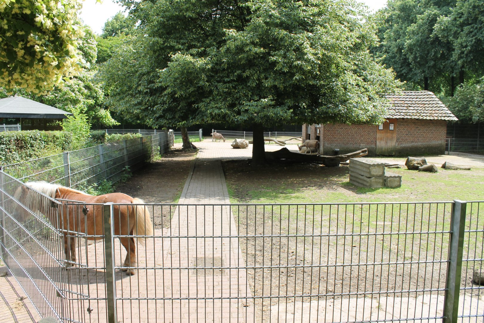 Domestic animal enclosure
