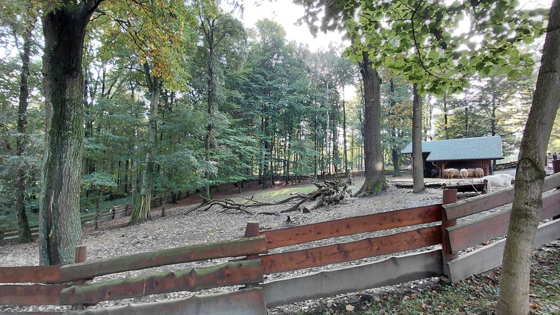 Domestic animal exhibit