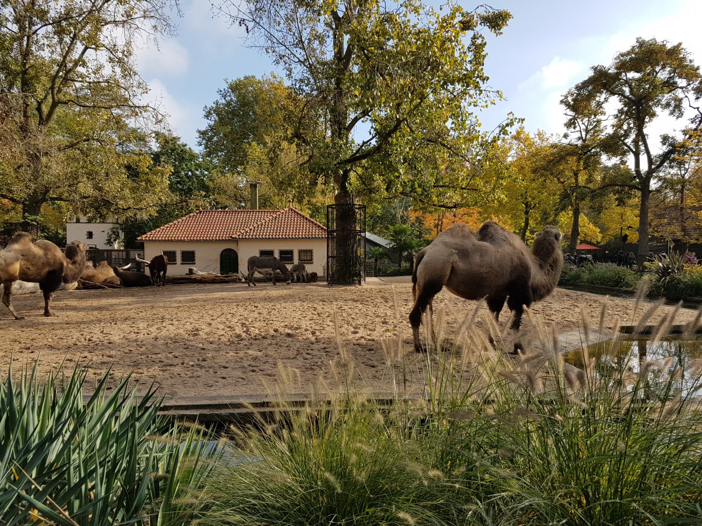 Domestic animal field