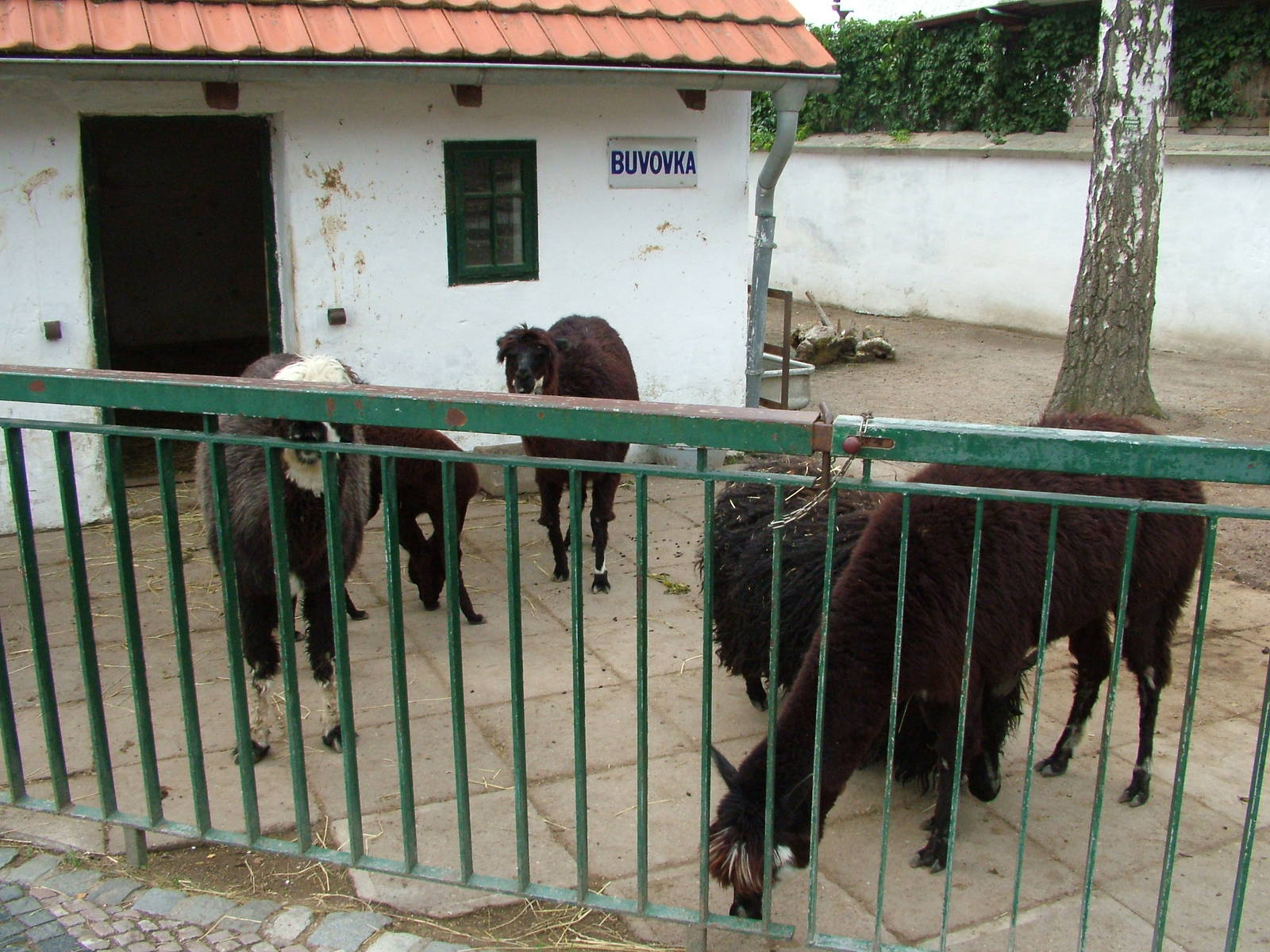 Domestic Animal Paddock at Chleby, 26/08/12