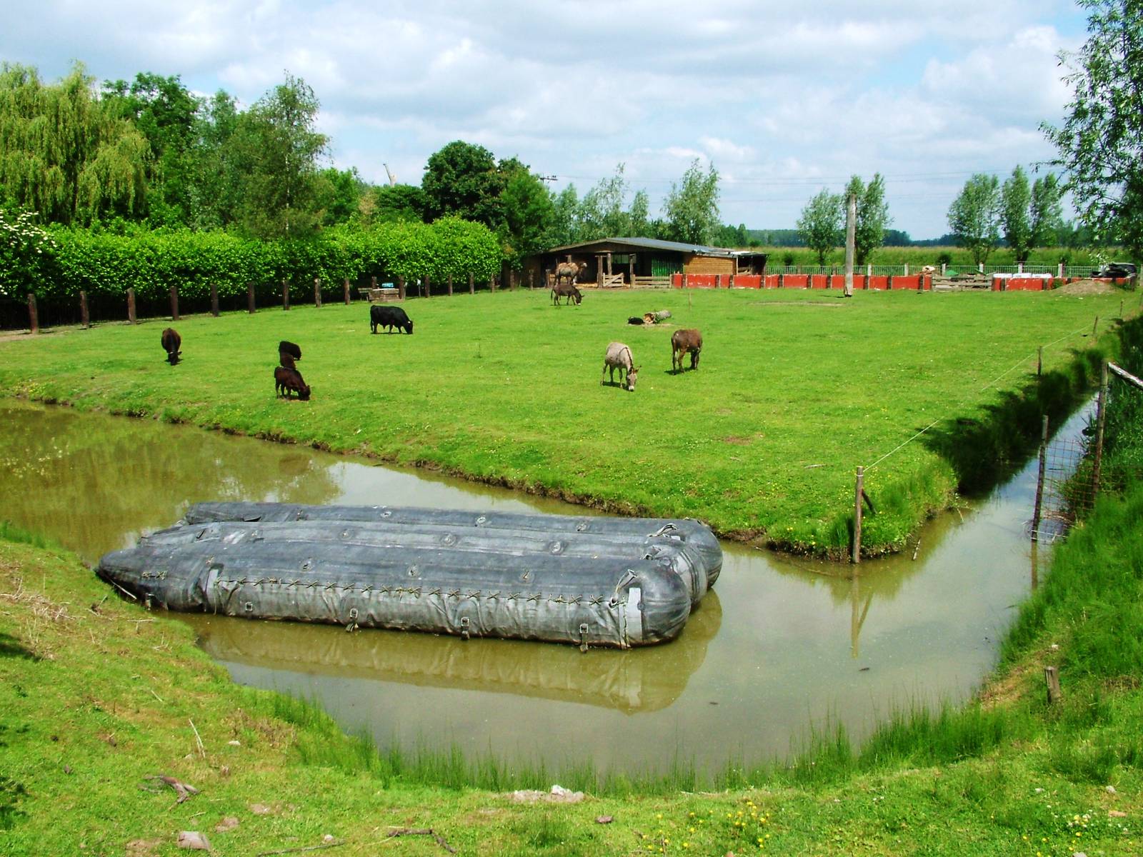 Domestic Animal Paddock at De Paay, 02/06/12