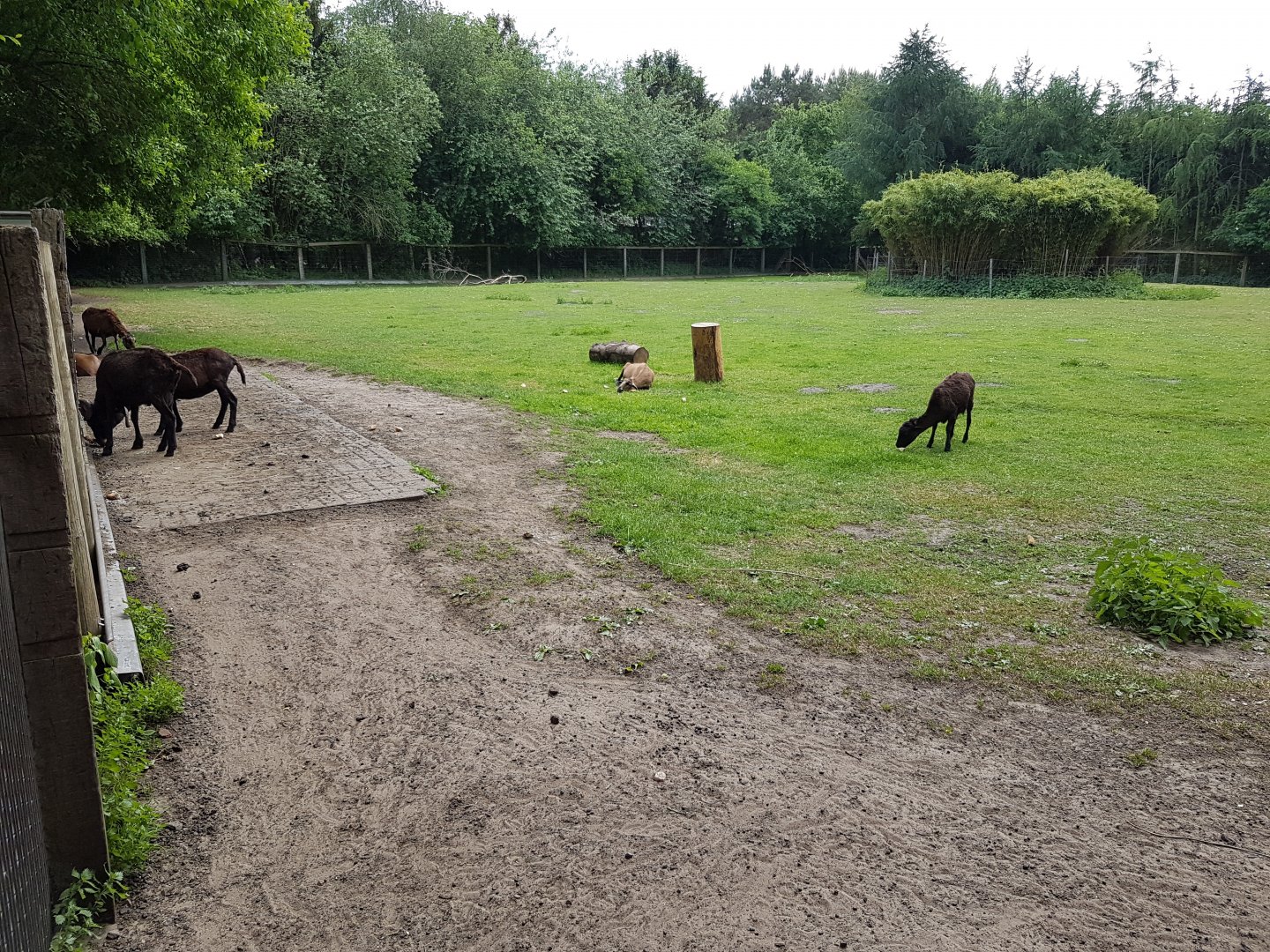 Domestic animals-enclosure