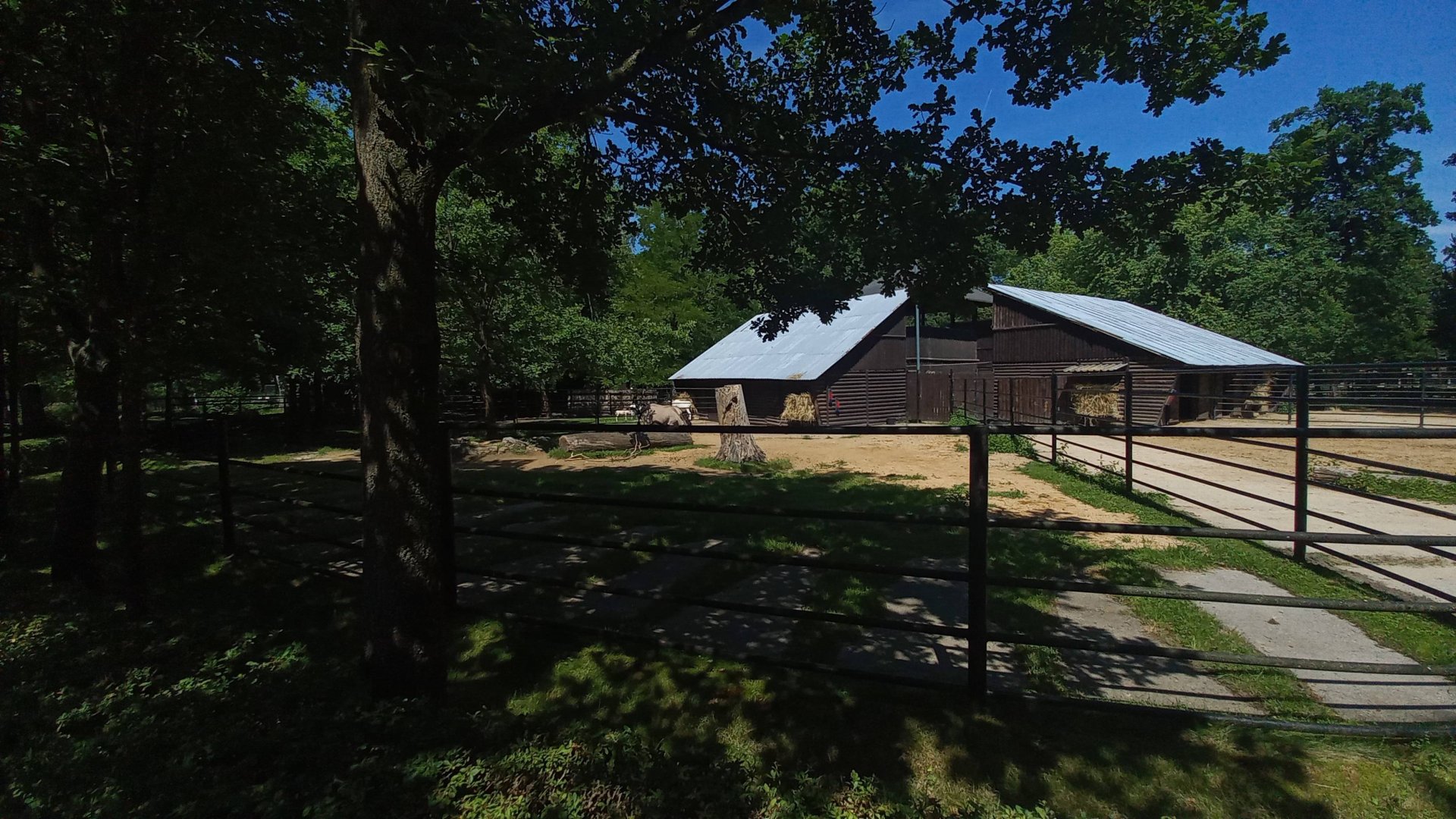 Domestic animals - exhibit