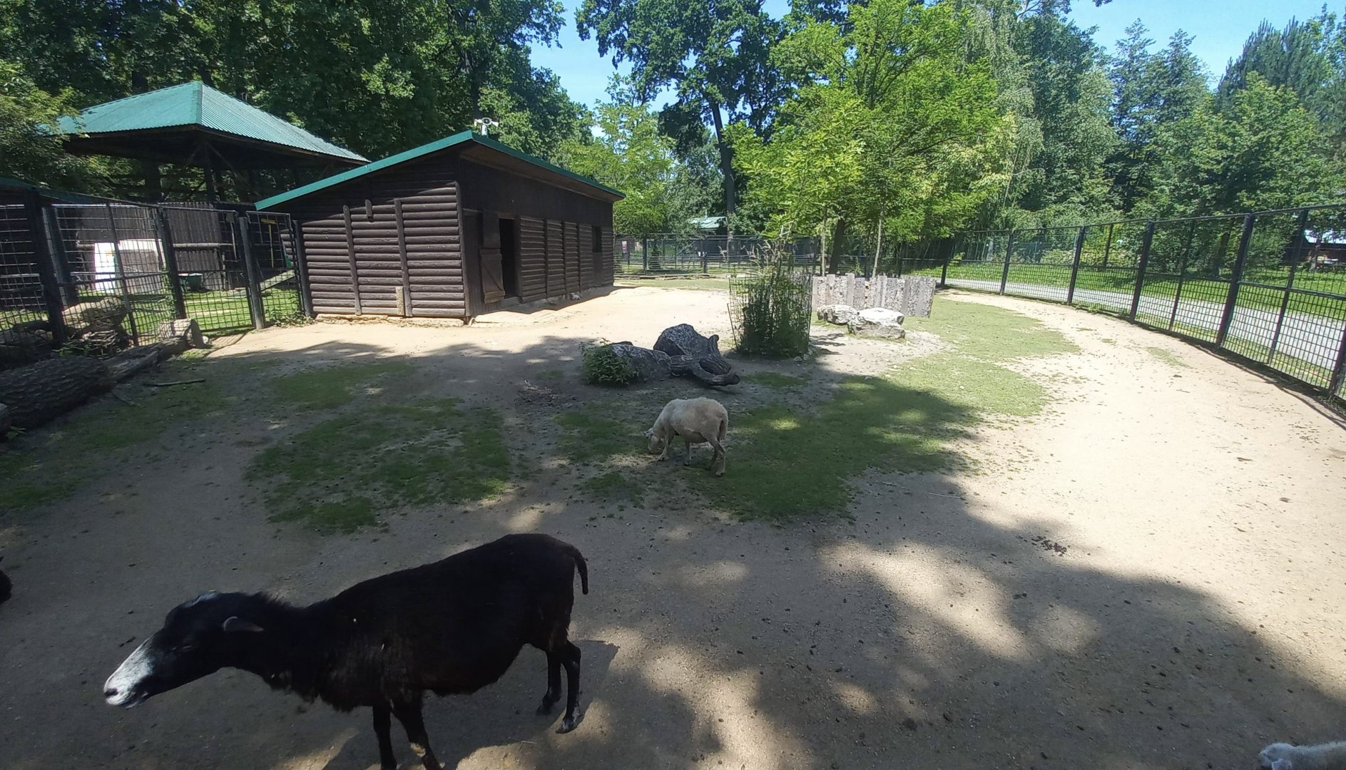 Domestic animals - exhibit