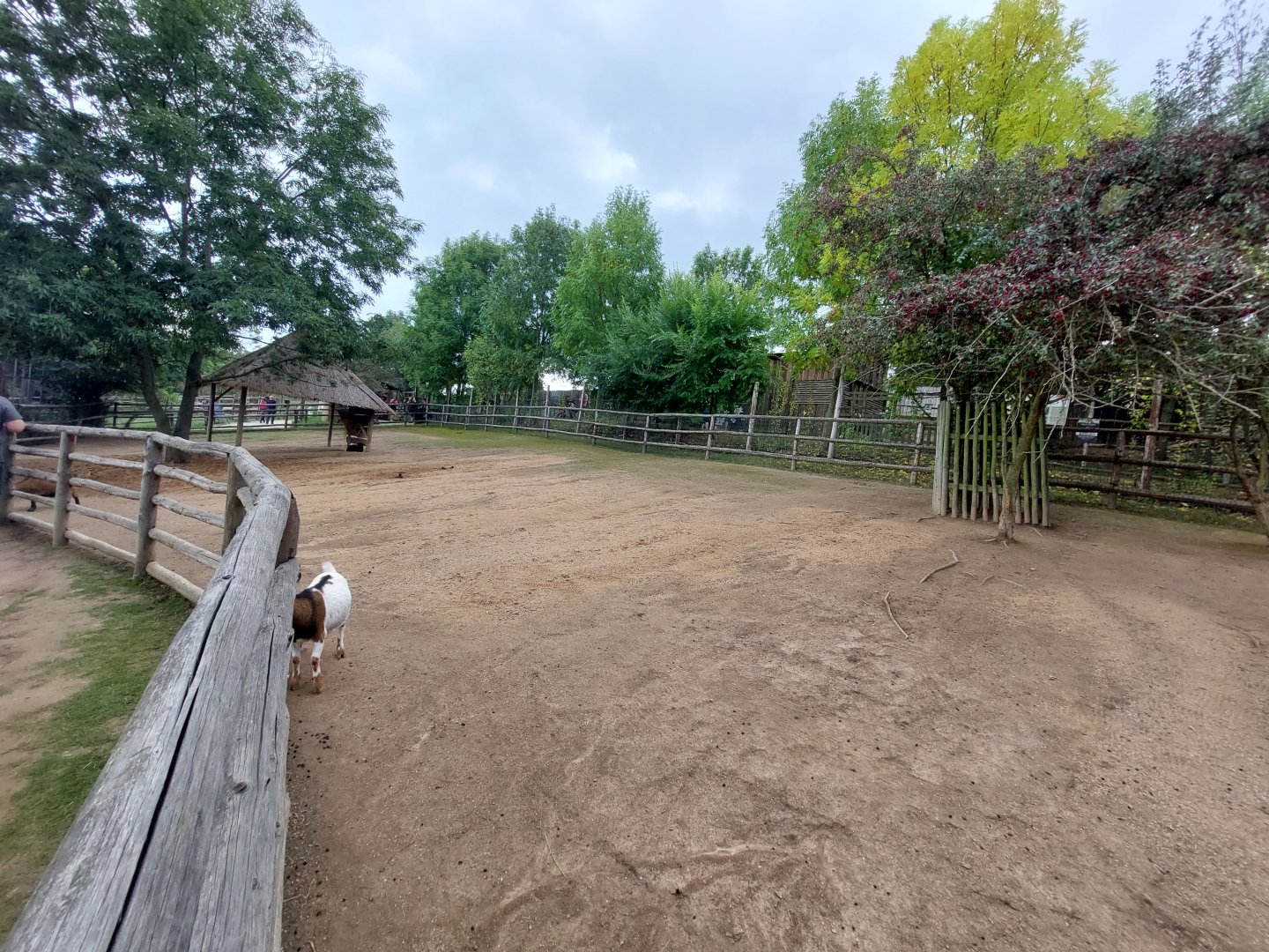 Domestic area - goat, sheep, alpaca exhibit