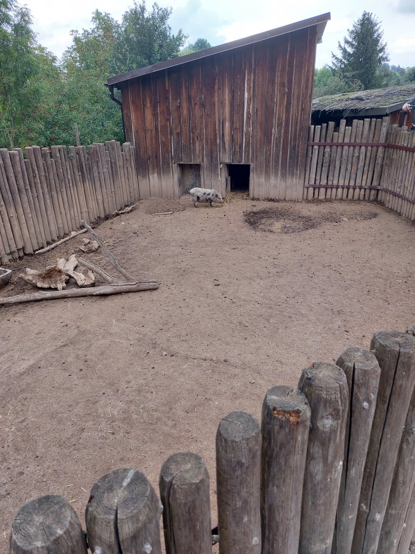 Domestic area - pig enclosure