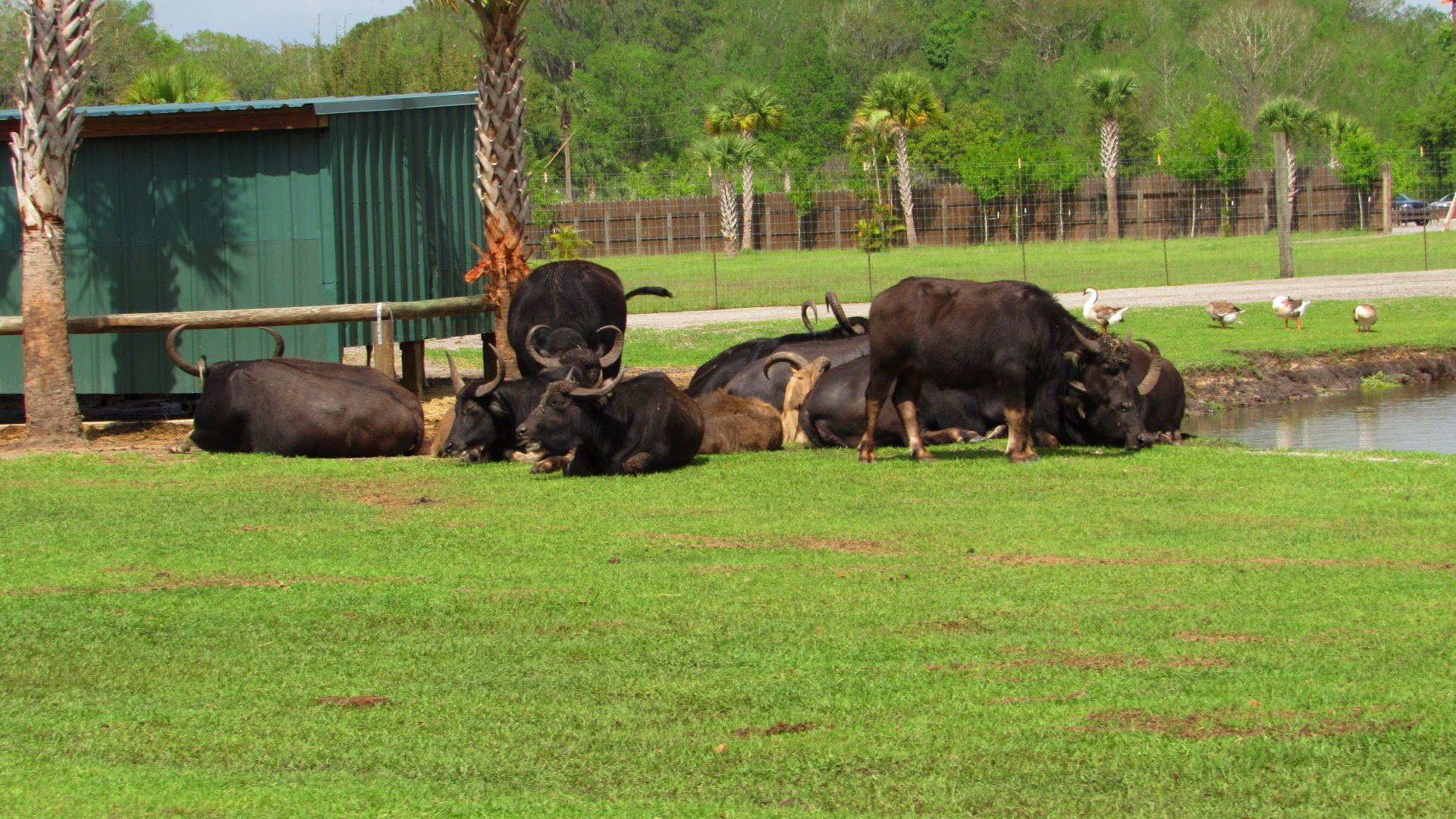 Domestic Asian Water Buffalo Herd