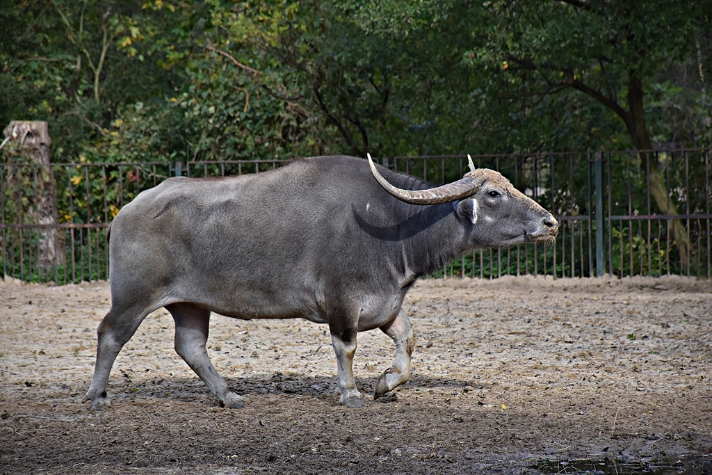 Domestic Asian water buffalo