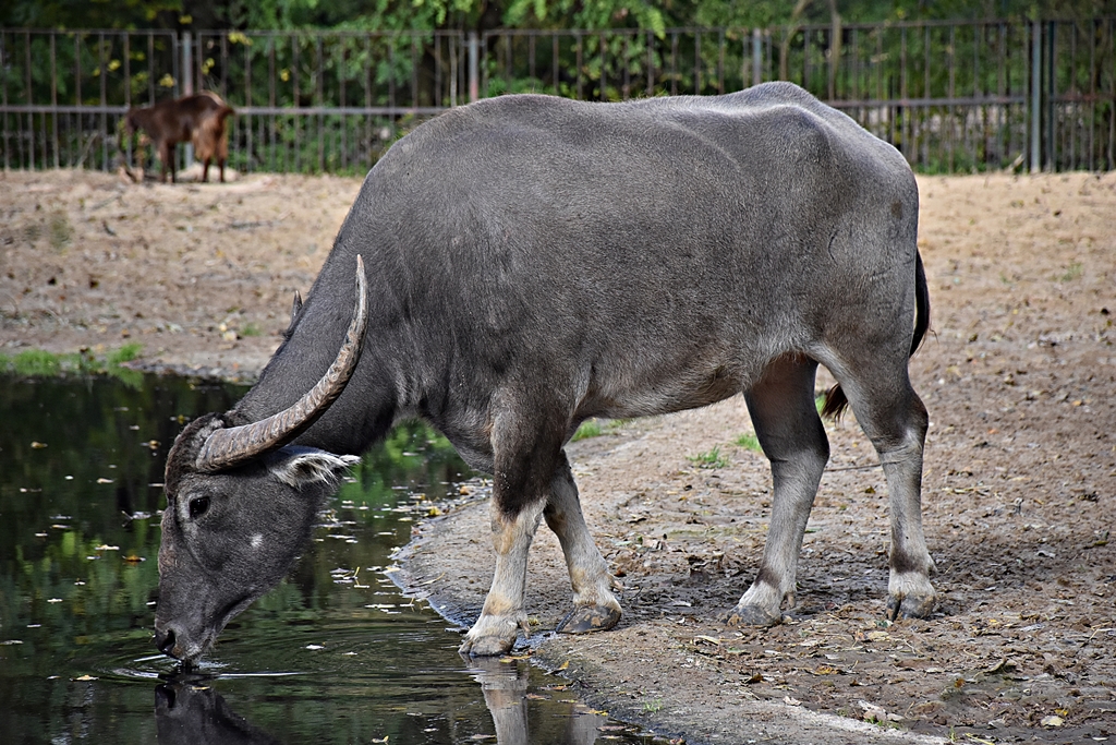 Domestic Asian water buffalo