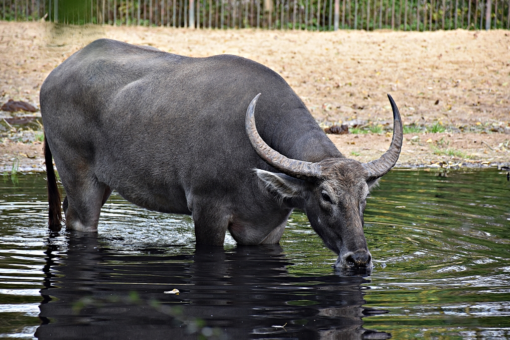 Domestic Asian water buffalo
