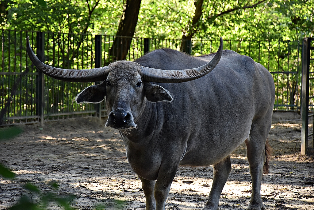 Domestic Asian water buffalo