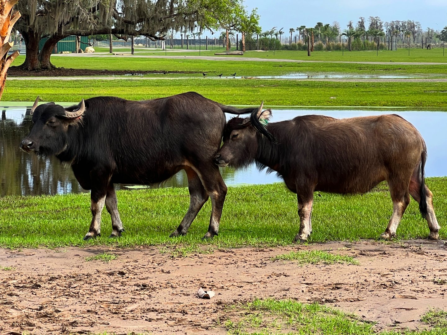 Domestic Asian Water Buffalo