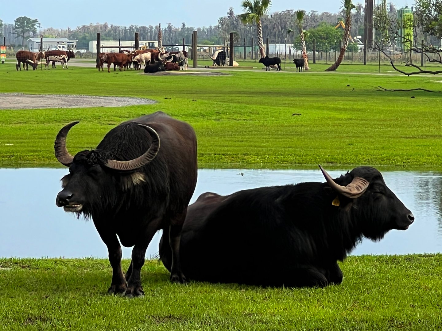 Domestic Asian Water Buffalo