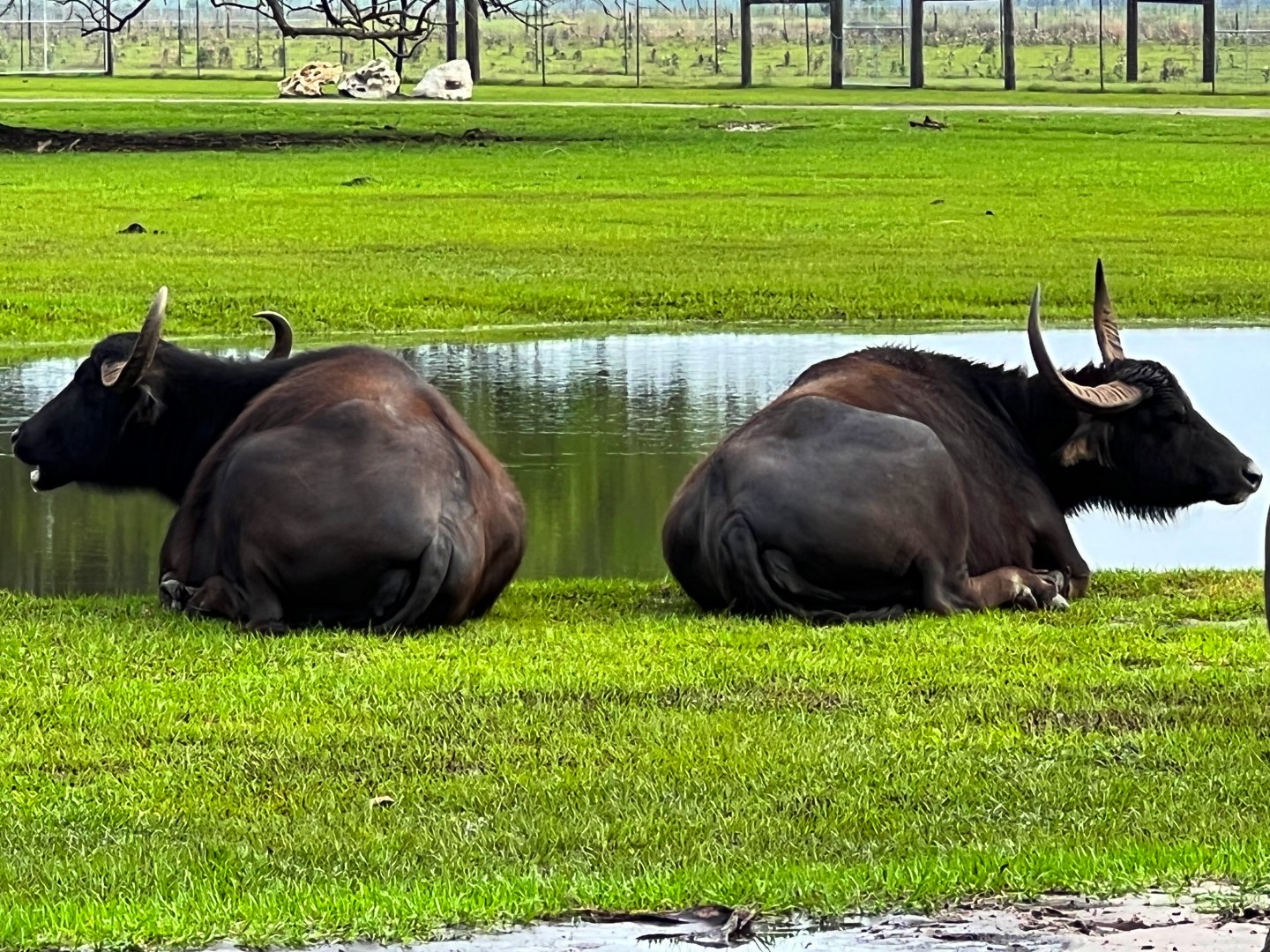 Domestic Asian Water Buffalo