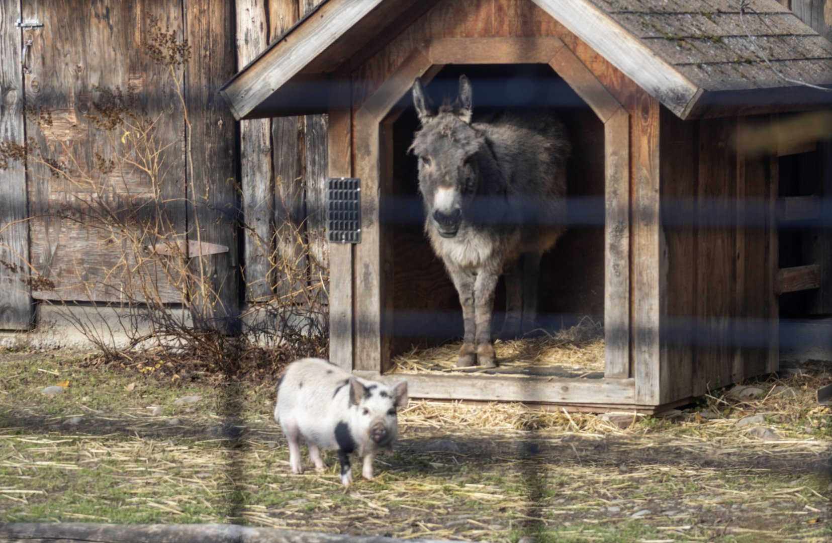 Domestic Ass and Hog