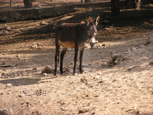 Domestic Ass in Antalya Zoo