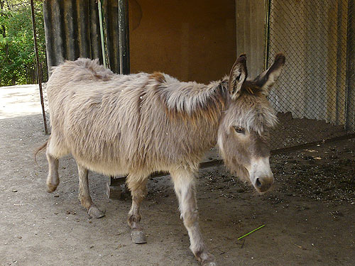 Domestic Ass in Kishinev Zoo