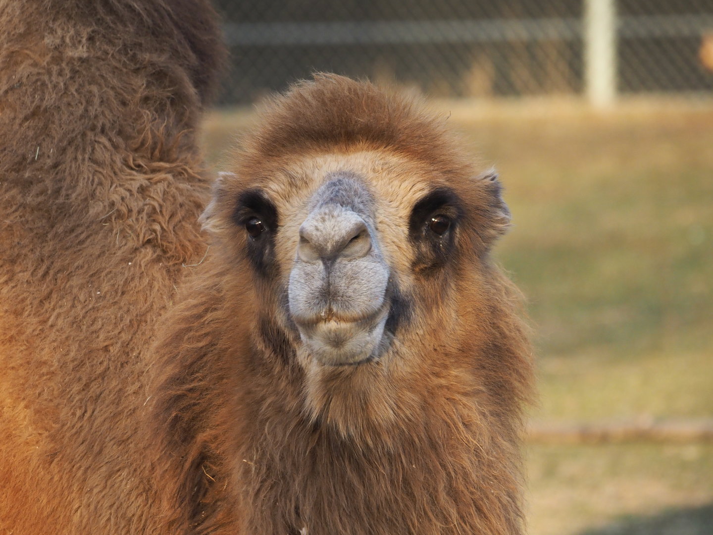 Domestic Bactrian camel 1