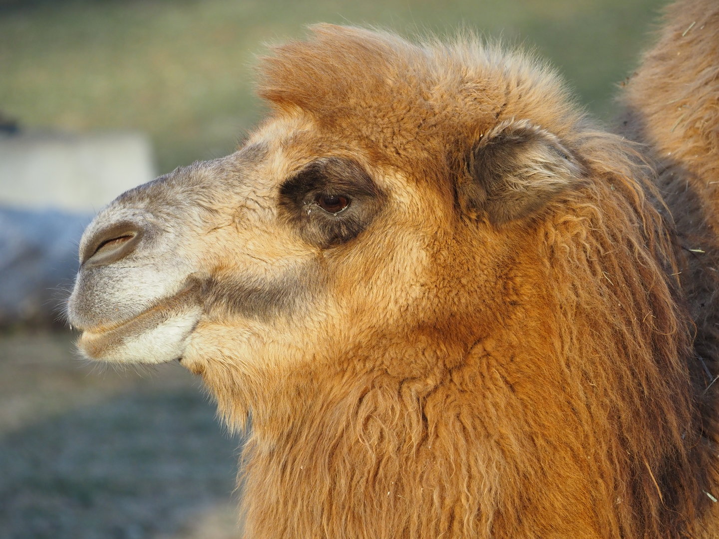 Domestic Bactrian camel 2