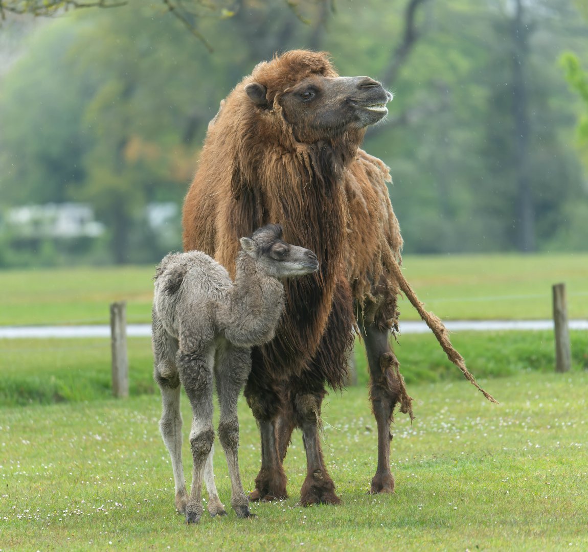 Domestic Bactrian camel and calf, CWP, UK