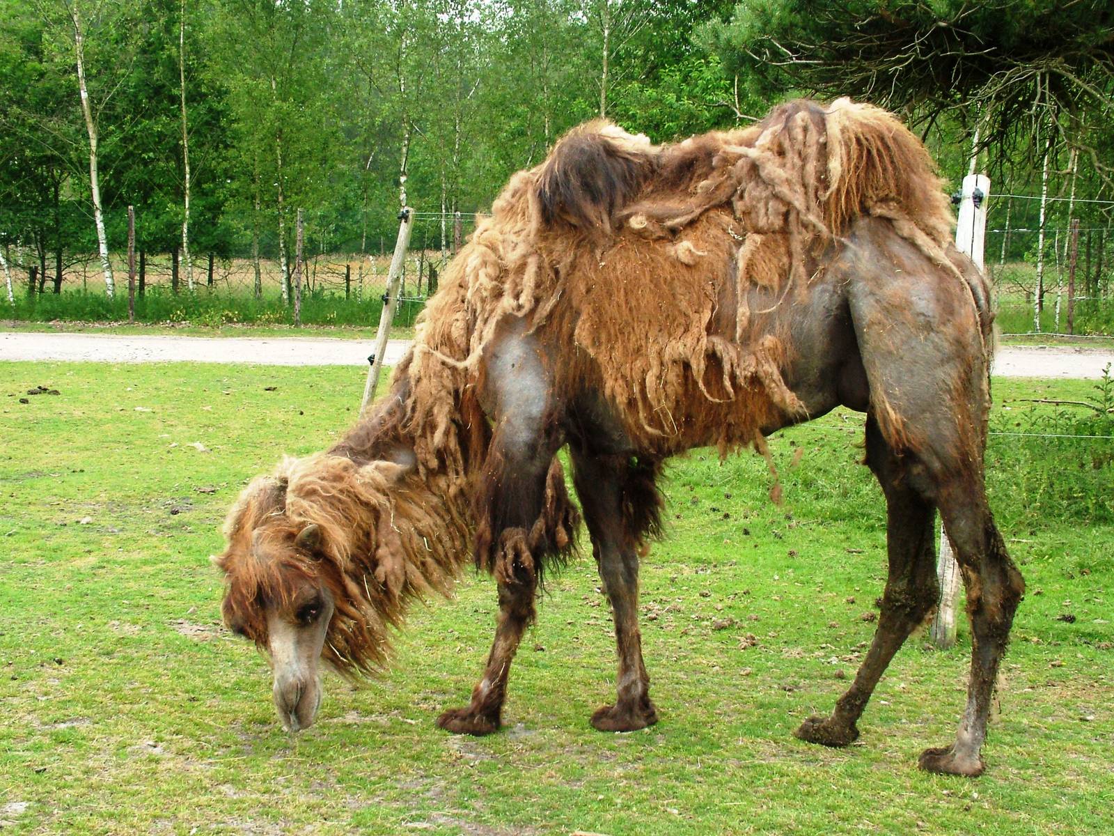 Domestic Bactrian Camel at Beekse Bergen, 31/05/12