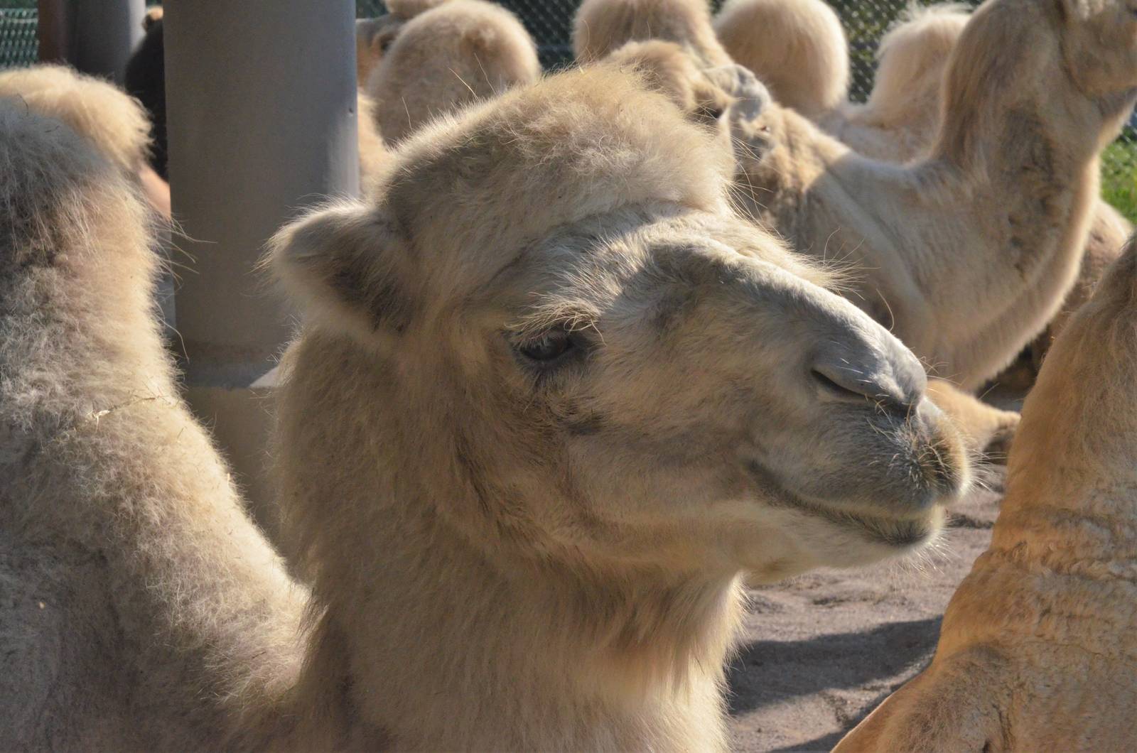 Domestic Bactrian Camel at Knie Kinderzoo, 11/09/16