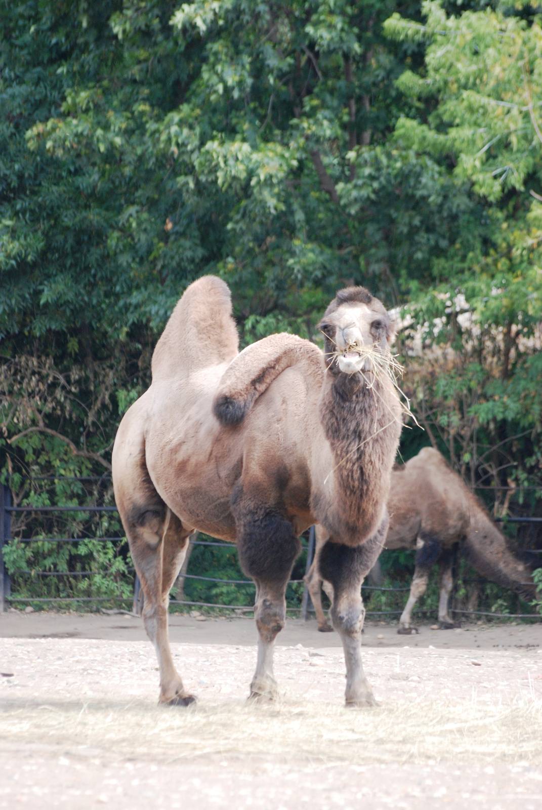 Domestic Bactrian Camel at Prague, 25/08/12