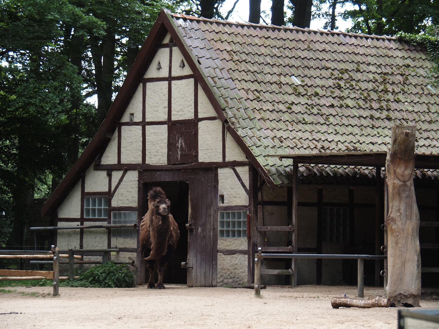 Domestic Bactrian camel barn, 2025-05-22