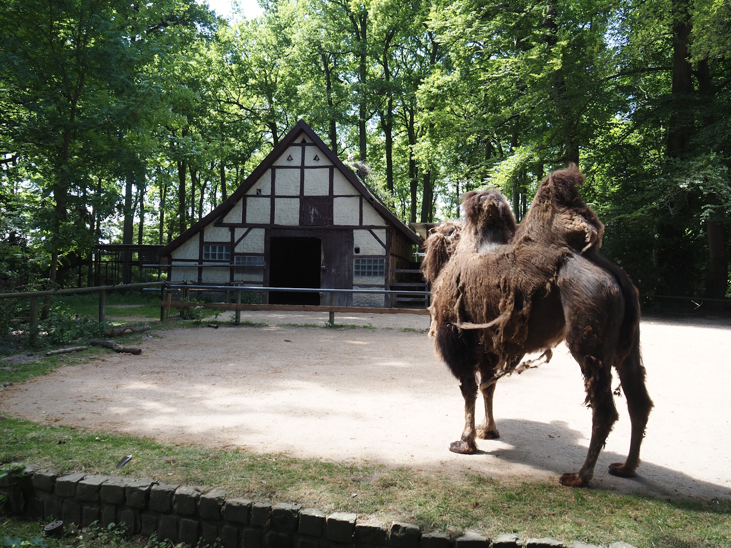 Domestic Bactrian camel barn and part of paddock, 2025-05-22