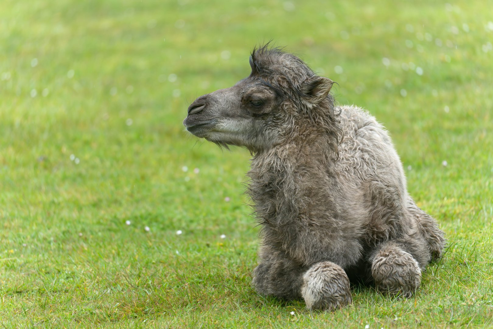 Domestic Bactrian camel calf, CWP, UK
