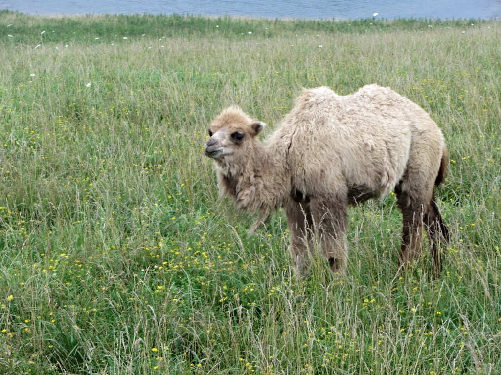 Domestic Bactrian Camel Calf