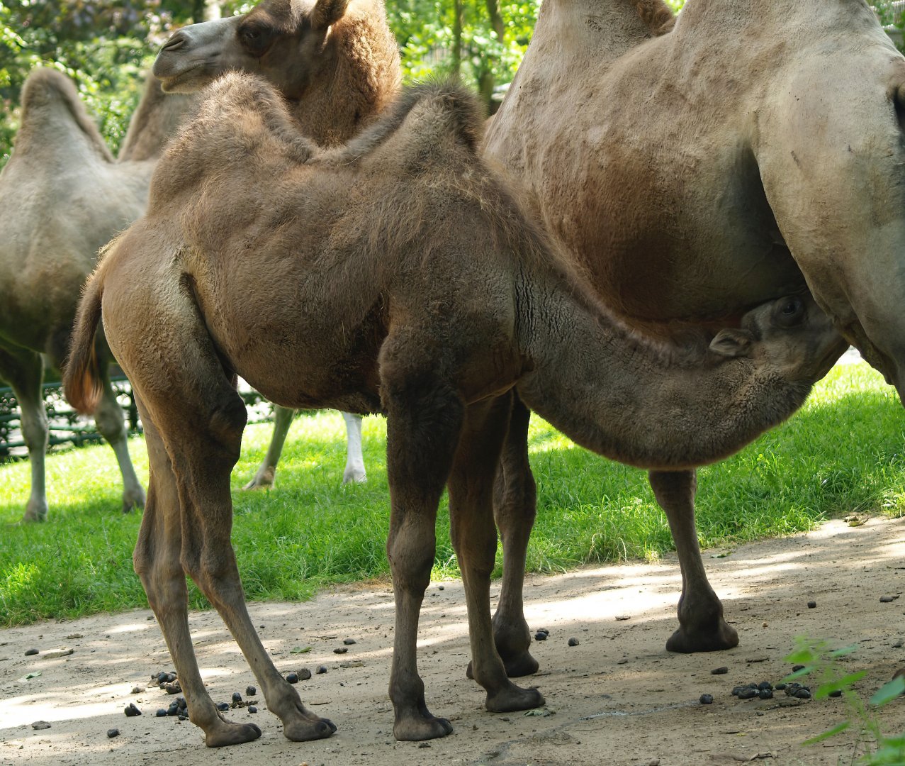 Domestic Bactrian camel (Camelus bactrianus), 2008-08-06