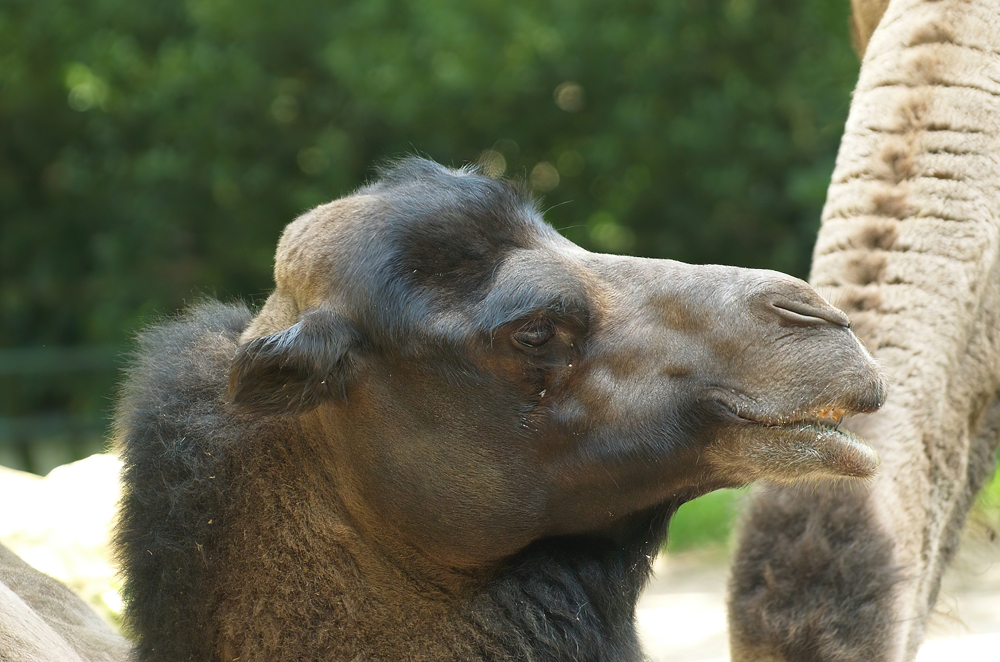Domestic Bactrian camel (Camelus bactrianus), 2008-08-06