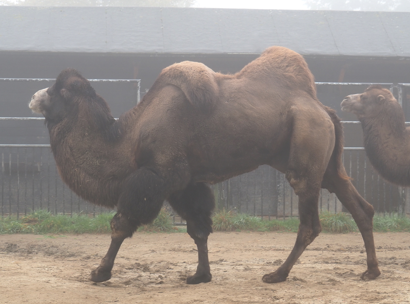 Domestic Bactrian camel (Camelus bactrianus), 2021-10-10